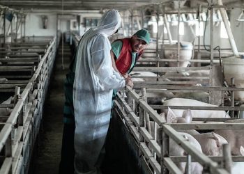 Afrička kuga svinja: kampanja proširena na nove zemlje