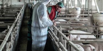 Afrička kuga svinja: kampanja proširena na nove zemlje