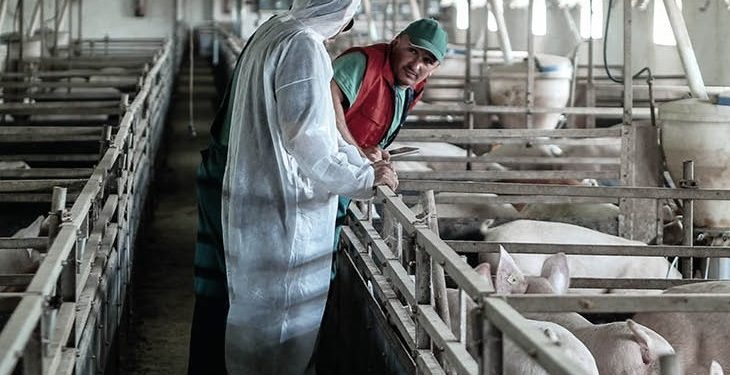 Afrička kuga svinja: kampanja proširena na nove zemlje