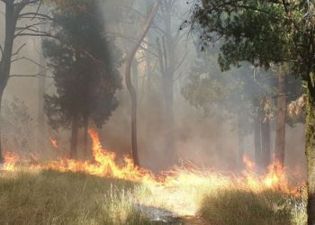 Uhapšen Rožajac zbog podmetanja požara