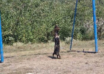 Maloljetnika sumnjiče za ubistvo psa