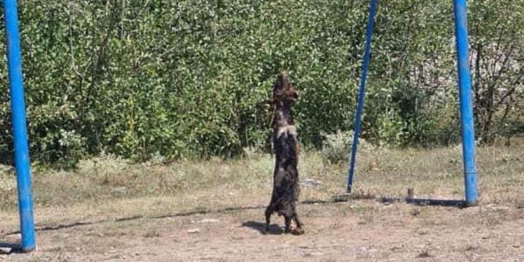 Maloljetnika sumnjiče za ubistvo psa