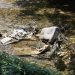 Dobra ideja ostala samo na papiru: Crna Gora 30 godina nakon proglašenja ekološkom državom
